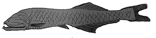 Cyclothone pygmaea_claves_02.jpg
